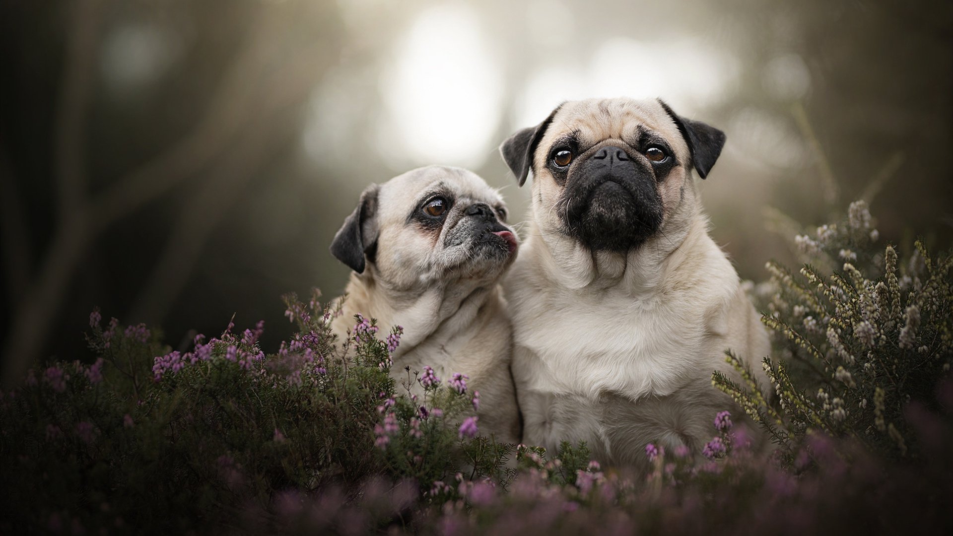 CS2 新赛季规则公布 多项调整备受关注,cs2游戏